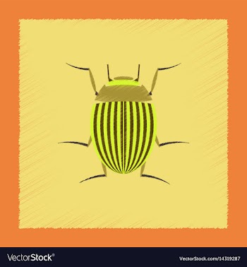 Flat shading style colorado beetle vector image