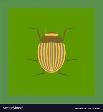 Flat shading style colorado beetle vector image