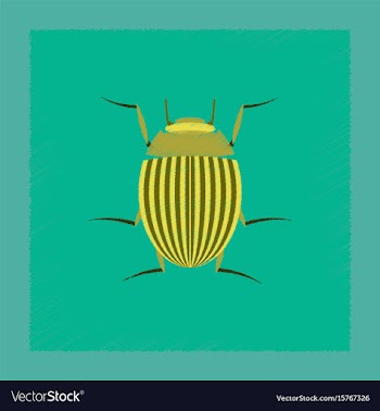 Flat shading style colorado beetle vector image