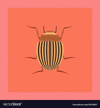 Flat shading style colorado beetle vector image