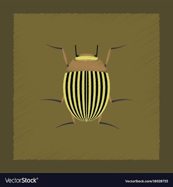 Flat shading style colorado beetle vector image
