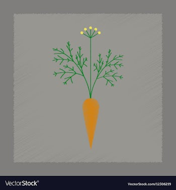 Flat shading style daucus carota vector image