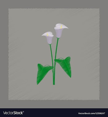Flat shading style flower calla vector image