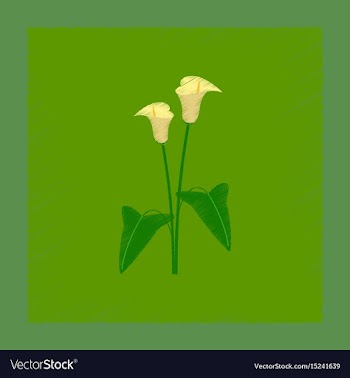 Flat shading style flower calla vector image