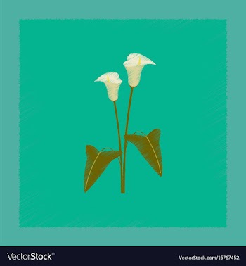 Flat shading style flower calla vector image