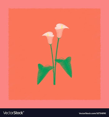 Flat shading style flower calla vector image