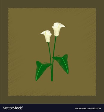 Flat shading style flower calla vector image