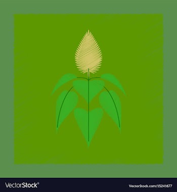 Flat shading style herb amaranthus vector image