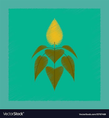 Flat shading style herb amaranthus vector image