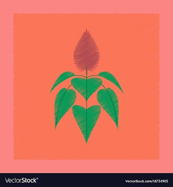 Flat shading style herb amaranthus vector image