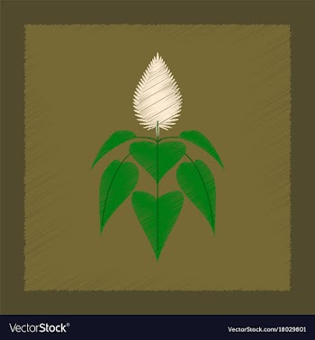 Flat shading style herb amaranthus vector image
