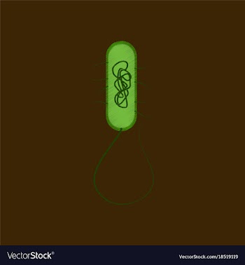 Flat shading style icon bacteria vector image