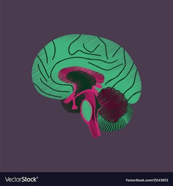 Flat shading style icon brain vector image