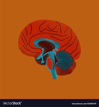 Flat shading style icon brain vector image