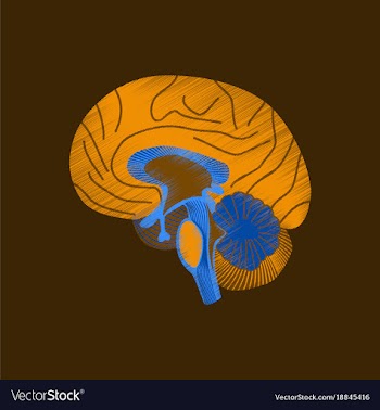 Flat shading style icon brain vector image