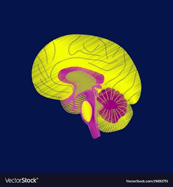 Flat shading style icon brain vector image