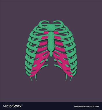Flat shading style icon chest thorax vector image