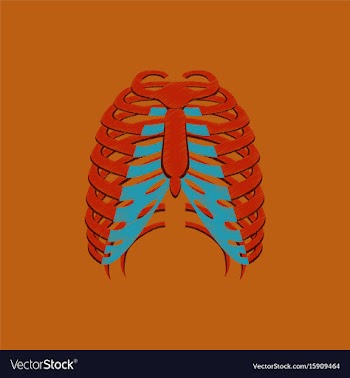 Flat shading style icon chest thorax vector image
