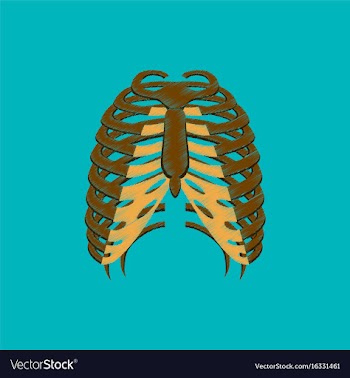 Flat shading style icon chest thorax vector image