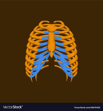 Flat shading style icon chest thorax vector image