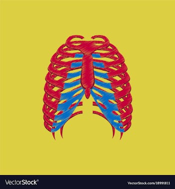 Flat shading style icon chest thorax vector image
