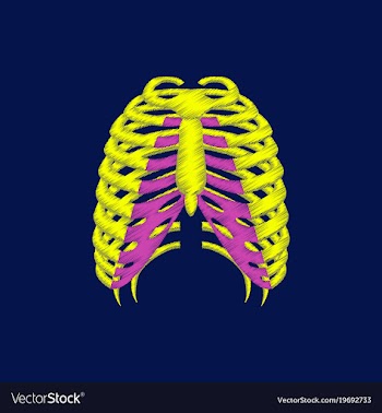 Flat shading style icon chest thorax vector image