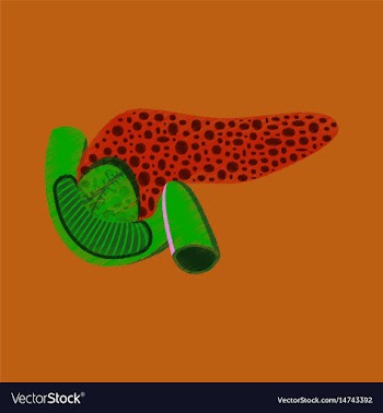 Flat shading style icon duodenum and pancreas vector image