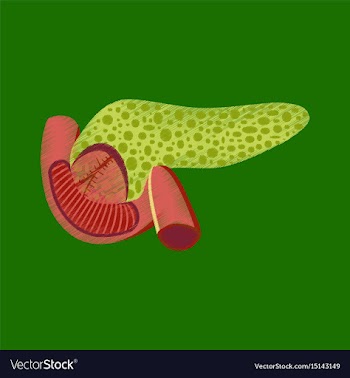 Flat shading style icon duodenum and pancreas vector image