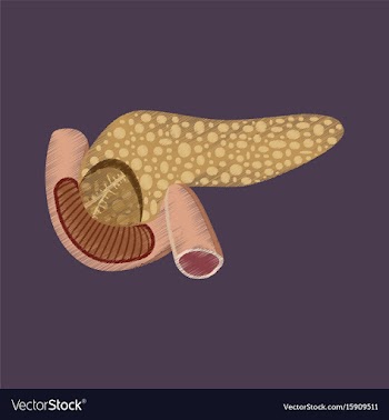 Flat shading style icon duodenum and pancreas vector image