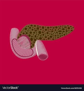 Flat shading style icon duodenum and pancreas vector image