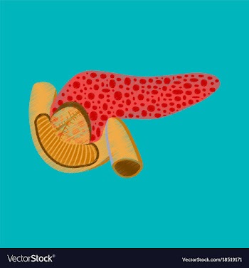 Flat shading style icon duodenum and pancreas vector image