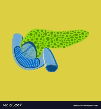 Flat shading style icon duodenum and pancreas vector image