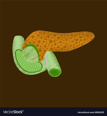 Flat shading style icon duodenum and pancreas vector image