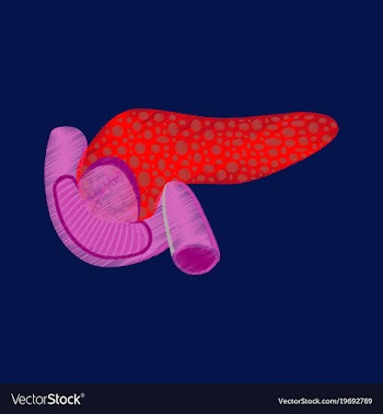 Flat shading style icon duodenum and pancreas vector image