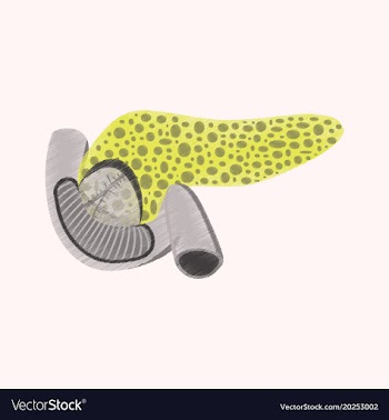 Flat shading style icon duodenum and pancreas vector image