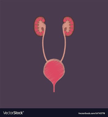 Flat shading style icon excretory system vector image