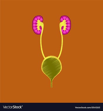 Flat shading style icon excretory system vector image