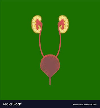Flat shading style icon excretory system vector image