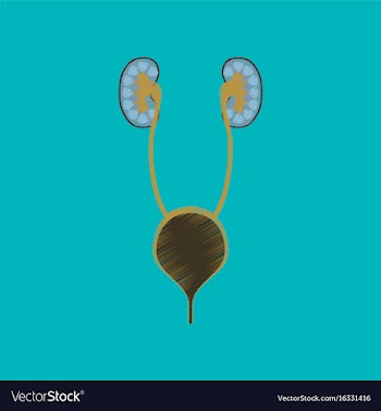Flat shading style icon excretory system vector image