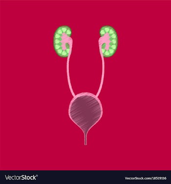 Flat shading style icon excretory system vector image