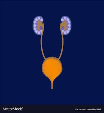 Flat shading style icon excretory system vector image