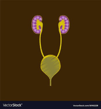 Flat shading style icon excretory system vector image
