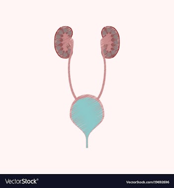 Flat shading style icon excretory system vector image