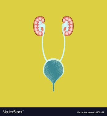 Flat shading style icon excretory system vector image