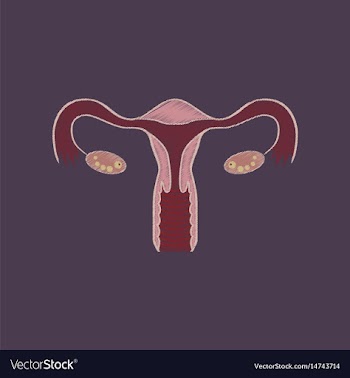 Flat shading style icon female reproductive system vector image