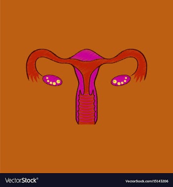 Flat shading style icon female reproductive system vector image