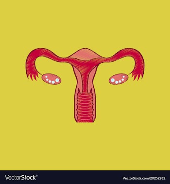 Flat shading style icon female reproductive system vector image