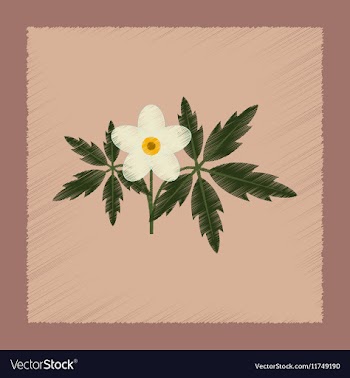 Flat shading style icon flower Anemone vector image