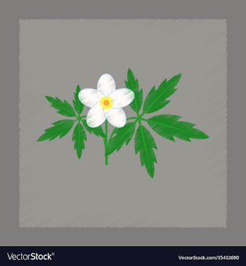 Flat shading style icon flower anemone vector image