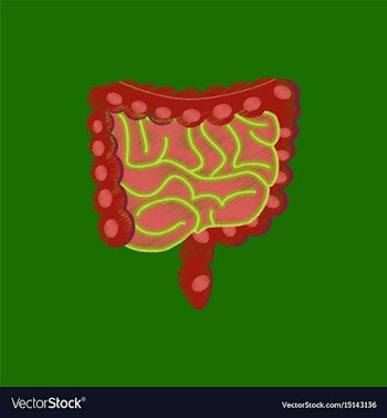 Flat shading style icon gastrointestinal tract vector image